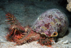 Triton shell eating crown of thorns. The only enemy the c... by Dray Van Beeck 